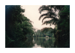 Exploring the jungle along Palm Creek