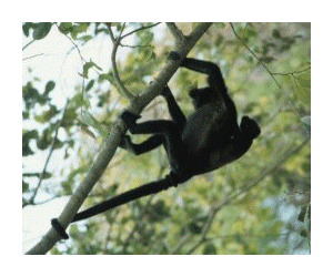 Howler monkey mother and baby